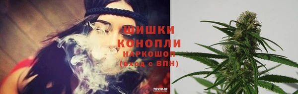 стаф Аркадак